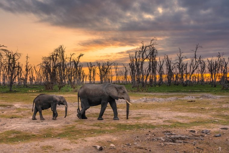 111 Amboseli Nationaal Park.jpg